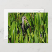 Limpkin in den Schilden Postkarte (Vorne/Hinten)