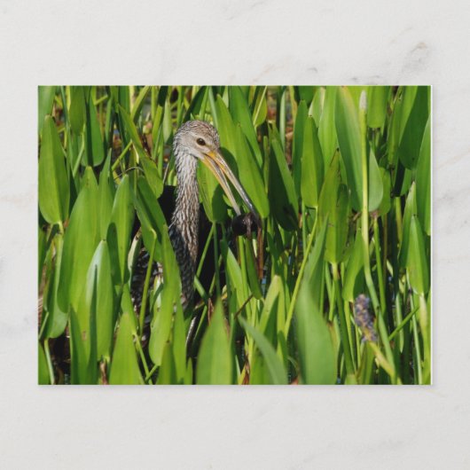 Limpkin in den Schilden Postkarte (Vorderseite)