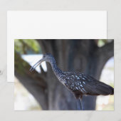 Limpkin Mitteilungskarte (Vorne/Hinten)