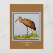 LImpkin Postkarte (Vorderseite)
