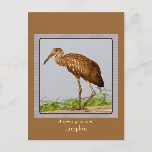 LImpkin Postkarte (Vorderseite)
