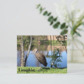 Limpkin - Postkarte lernen - Florida (Stehend Vorderseite)