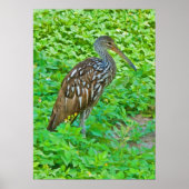 Limpkin, Swamp Bird Print Poster (Vorne)