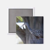 Limpkin, The Crying Bird Magnet (Vorderseite/Rückseite)