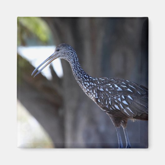Limpkin, The Crying Bird Magnet (Vorne)