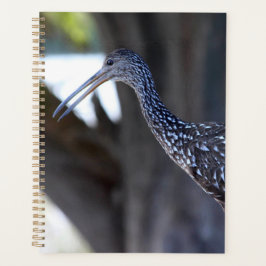 Limpkin, The Crying Bird Planer