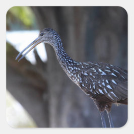 Limpkin, The Crying Bird Quadratischer Aufkleber