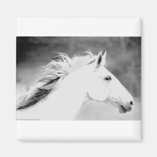 LIN26BW Mähne im Wind.tif Magnet