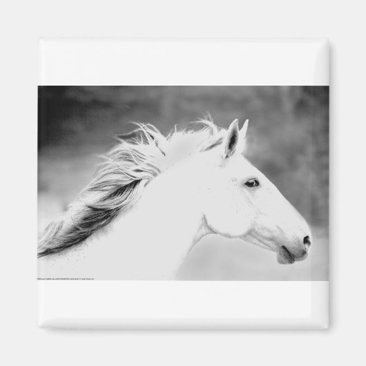 LIN26BW Mane in the Wind.tif Magnet (Vorne)