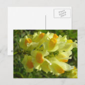 Linaire vulgaire postkarte (Vorne/Hinten)