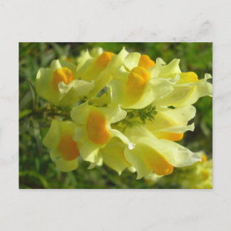 Linaire vulgaire postkarte