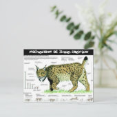 lince-iberico, ¡Salvemos al lince ibérico! Postkarte (Stehend Vorderseite)