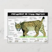 lince-iberico, ¡Salvemos al lince ibérico! Postkarte (Vorne/Hinten)