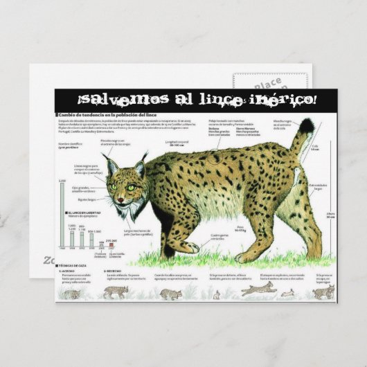lince-iberico, ¡Salvemos al lince ibérico! Postkarte (Vorne/Hinten)
