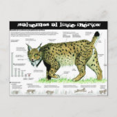 lince-iberico, ¡Salvemos al lince ibérico! Postkarte (Vorderseite)