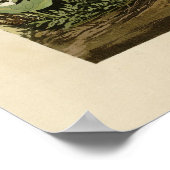 Lincoln Finch Poster (Ecke)