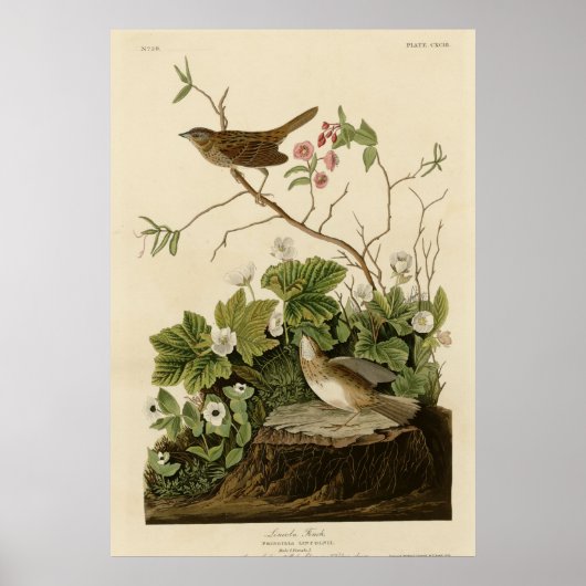 Lincoln Finch Poster (Vorne)