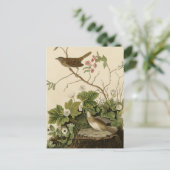 Lincoln Finch Postkarte (Stehend Vorderseite)