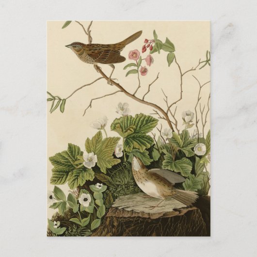Lincoln Finch Postkarte (Vorderseite)