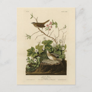 Lincoln Finch (Sparrow) Audubons Vögel von Amerika Postkarte