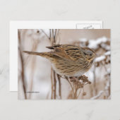 Lincolns Sparrow Songbird auf Tansy Postkarte (Vorne/Hinten)
