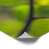 Linden Blätter Poster (Ecke)