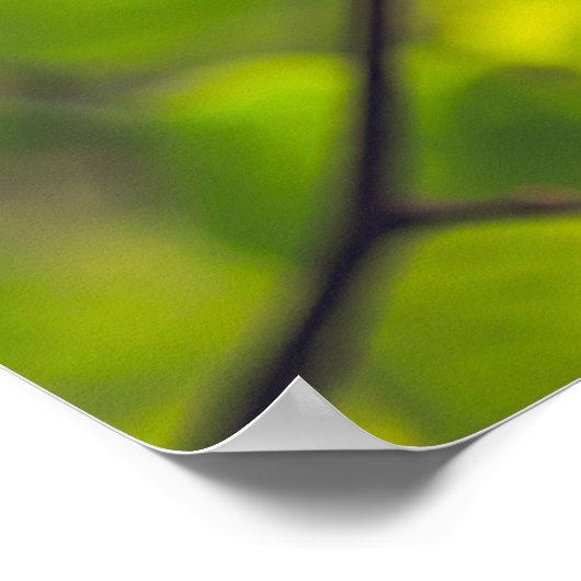 Linden Blätter Poster (Ecke)