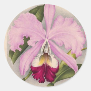 "Linden-Orchidee", 1897 Botanisch Runder Aufkleber