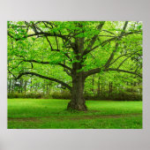 Linden Tree Poster (Vorne)