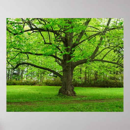 Linden Tree Poster (Vorne)