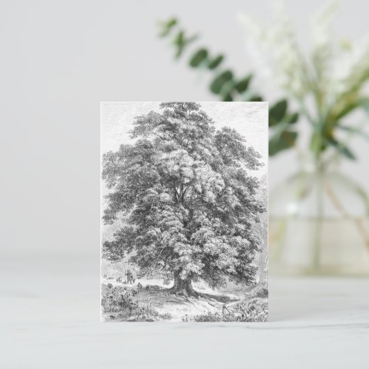 Linden Tree Schwarz und Weiß Antike Print Postkarte (Stehend Vorderseite)
