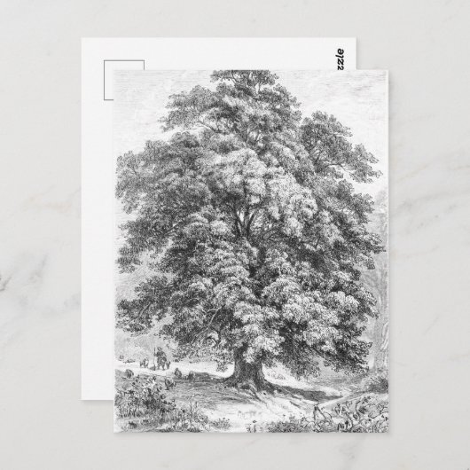 Linden Tree Schwarz und Weiß Antike Print Postkarte (Vorne/Hinten)