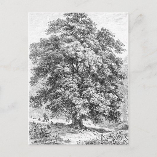 Linden Tree Schwarz und Weiß Antike Print Postkarte (Vorderseite)