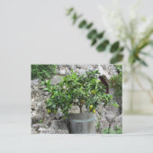 Lindenbaum Postkarte (Stehend Vorderseite)