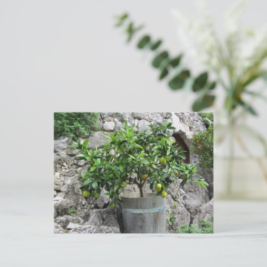 Lindenbaum Postkarte (Stehend Vorderseite)