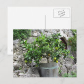 Lindenbaum Postkarte (Vorne/Hinten)
