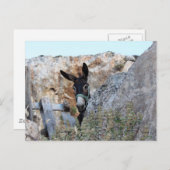 Lindos Donkey Postkarte (Vorne/Hinten)