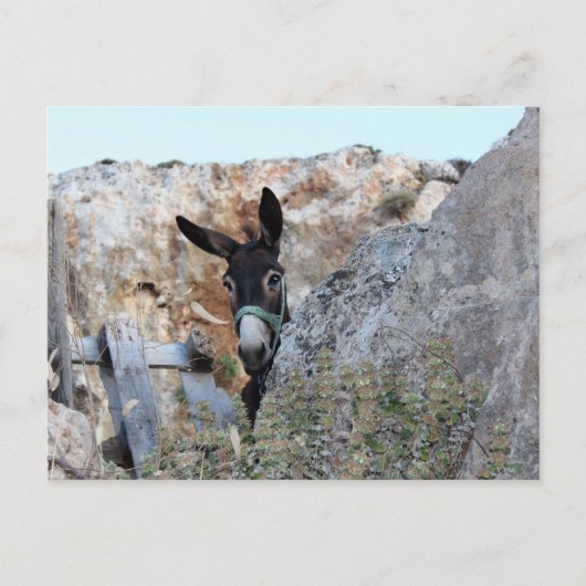 Lindos Donkey Postkarte (Vorderseite)