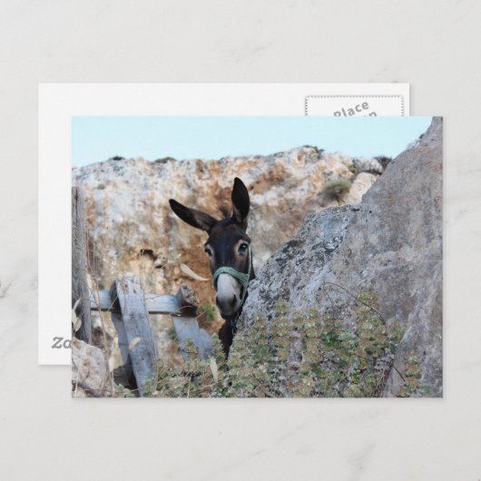 Lindos Donkey Postkarte (Vorne/Hinten)