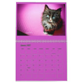Lindsay 2017 Pflegekätzchen-Kalender Kalender (Jan 2027)
