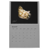 Lindsay 2017 Pflegekätzchen-Kalender Kalender (Mär 2027)