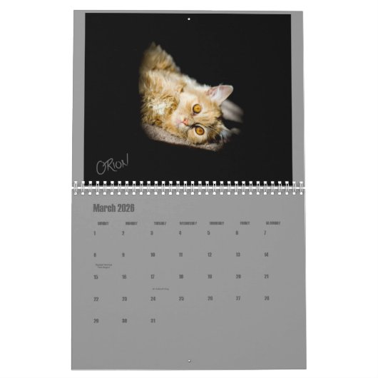 Lindsay 2017 Pflegekätzchen-Kalender Kalender (Mär 2026)