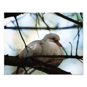 Line Master Fotodruck