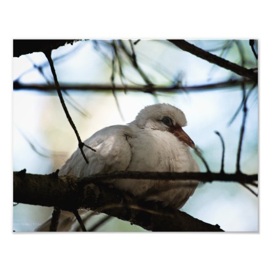 Line Master Fotodruck (Vorne)