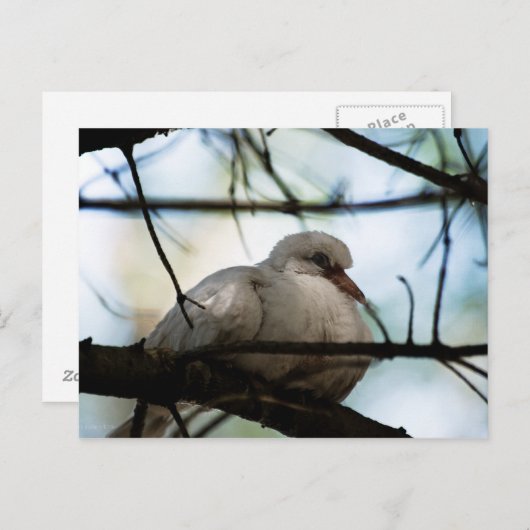 Line Master Postkarte (Vorne/Hinten)