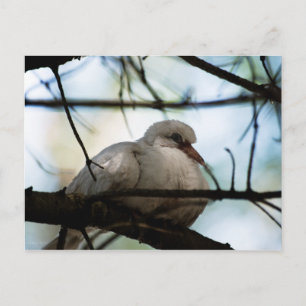 Line Master Postkarte