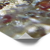 Linear Blenny Poster (Ecke)