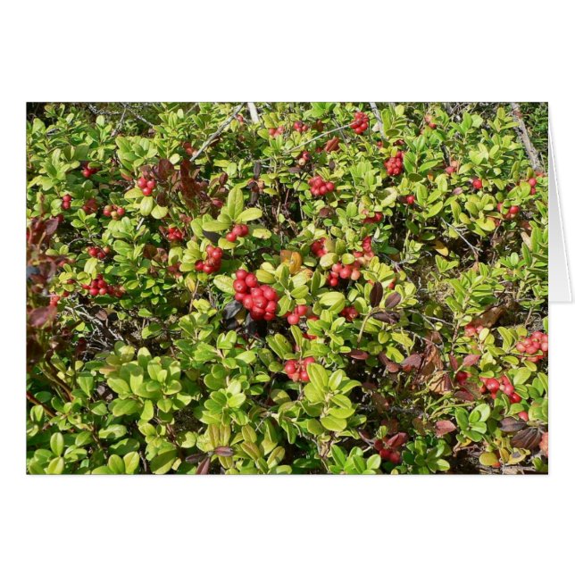 Lingonberries Big Bush (Vorderseite (Horizontal))