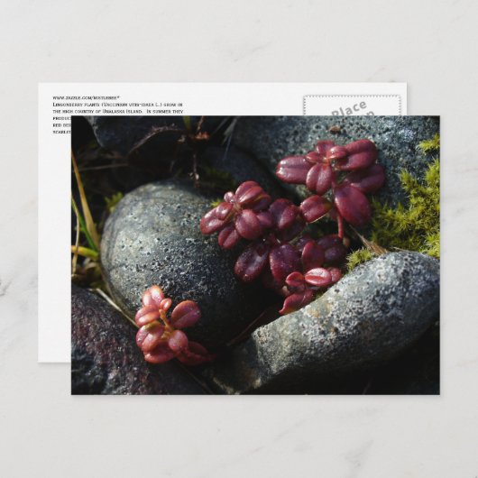 Lingonberry-Blätter - Herbstfarben, Insel Unalaska Postkarte (Vorne/Hinten)