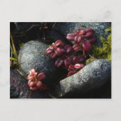 Lingonberry-Blätter - Herbstfarben, Insel Unalaska Postkarte (Vorderseite)